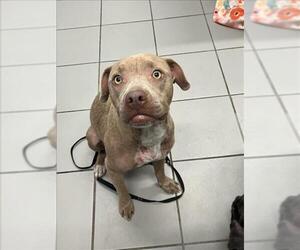 American Pit Bull Terrier Dogs for adoption in Corpus Christi, TX, USA