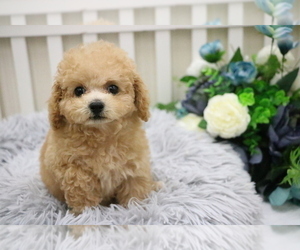 Poodle (Toy) Puppy for sale in HILO, HI, USA