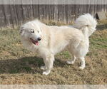 Small #8 Chow Chow-Great Pyrenees Mix
