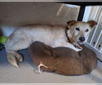 Small #2 Mutt