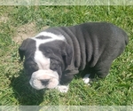 Small Photo #4 Olde English Bulldogge Puppy For Sale in CASCADE, MT, USA