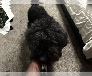 Double Doodle Puppy for sale in GARLAND, TX, USA