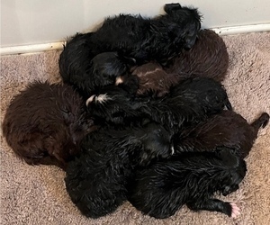 Aussiedoodle Puppy for sale in ARGENTA, IL, USA