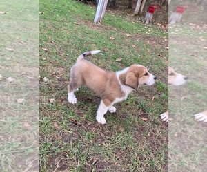 Greater Swiss Mountain Dog-Saint Bernard Mix Puppy for sale in IRONDALE, MO, USA