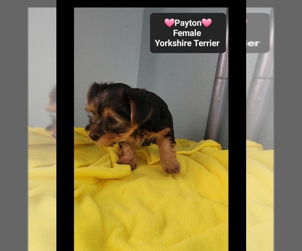 Medium Photo #2 Yorkshire Terrier Puppy For Sale in TUCSON, AZ, USA