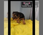 Small #1 Yorkshire Terrier