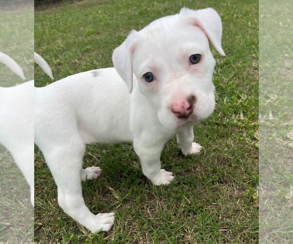 Medium Photo #6 Mutt Puppy For Sale in Holly Springs, NC, USA