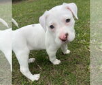 Small #5 Mutt