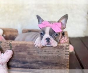 Faux Frenchbo Bulldog Puppy for sale in BREMERTON, WA, USA