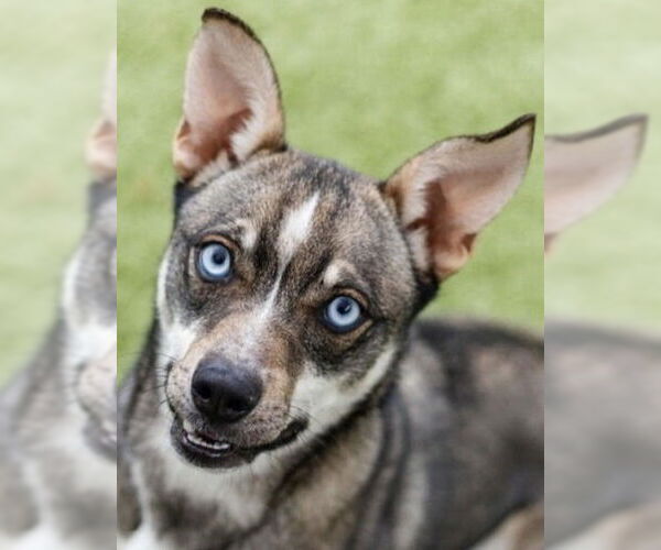 Medium Photo #1 Siberian Husky-Unknown Mix Puppy For Sale in Canton, CT, USA