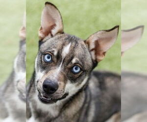 Siberian Husky-Unknown Mix Dogs for adoption in Canton, CT, USA