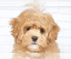 ShihPoo Puppy for sale in RED LION, PA, USA