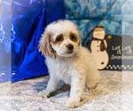 Small Photo #1 Cockapoo Puppy For Sale in WAKARUSA, IN, USA