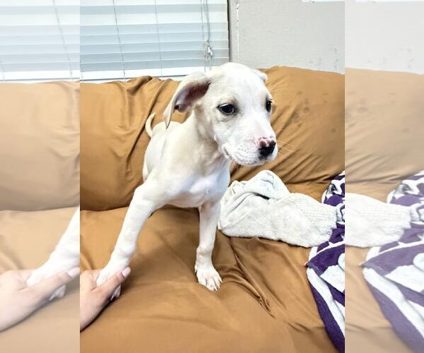 Medium Photo #3 Labrador Retriever-Unknown Mix Puppy For Sale in Rockwall, TX, USA