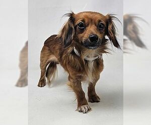 Dachshund Dogs for adoption in New York, NY, USA