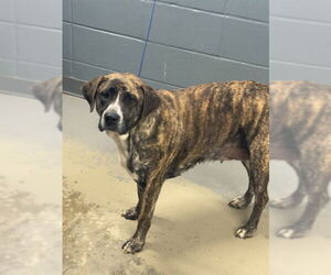 Mastiff-Unknown Mix Dogs for adoption in Tallahassee, FL, USA