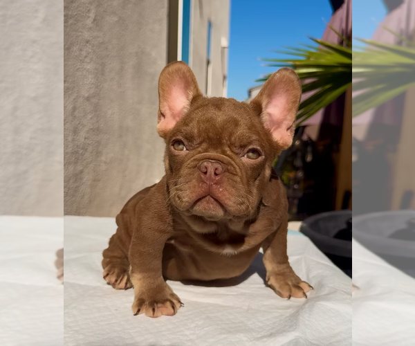 Medium Photo #3 French Bulldog Puppy For Sale in SACRAMENTO, CA, USA