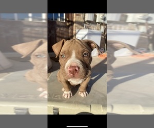 American Pit Bull Terrier Puppy for sale in UVALDE, TX, USA