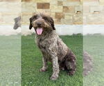 Small #5 Labradoodle