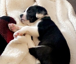 Border Collie-Treeing Walker Coonhound Mix Puppy for sale in ROCK SPRINGS, WY, USA