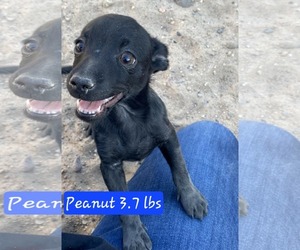 Chihuahua-Unknown Mix Dogs for adoption in Peralta, NM, USA