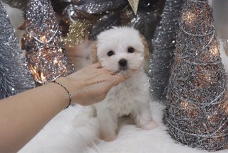 Mal-Shi Puppy for sale in LAS VEGAS, NV, USA