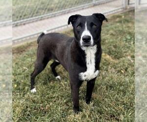 Borador Dogs for adoption in Modesto, CA, USA