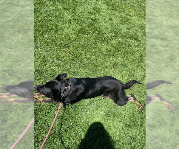 Medium Photo #3 Mutt Puppy For Sale in Woodland Hills, CA, USA