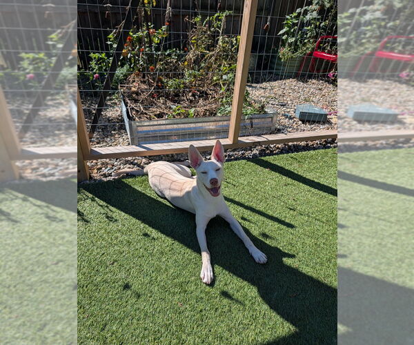 Medium Photo #3 Siberian Husky-Unknown Mix Puppy For Sale in Springdale, PA, USA