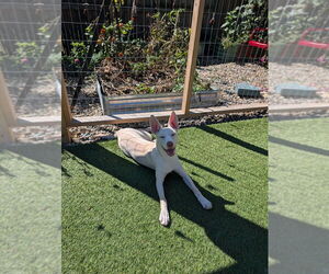 Hugo - Male Siberian Husky-Unknown Mix Dog for Adoption - Photo #3