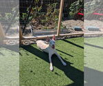 Small Photo #3 Siberian Husky-Unknown Mix Puppy For Sale in Springdale, PA, USA