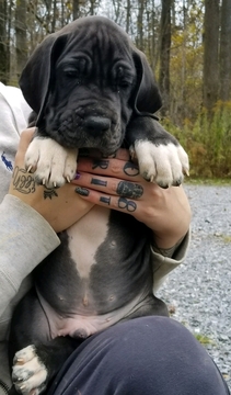 Medium Photo #4 Great Dane Puppy For Sale in DYSART, PA, USA