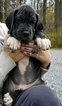 Small Photo #4 Great Dane Puppy For Sale in DYSART, PA, USA