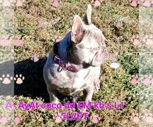 Mother of the French Bulldog puppies born on 10/14/2025