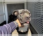 Small Pug Mix