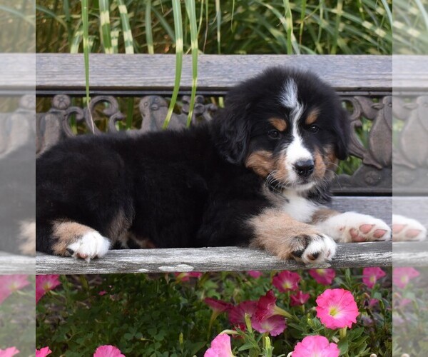 Medium Photo #4 Bernese Mountain Dog Puppy For Sale in MILLERSTOWN, PA, USA