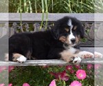 Small Photo #4 Bernese Mountain Dog Puppy For Sale in MILLERSTOWN, PA, USA