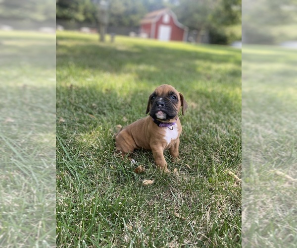 Medium Photo #9 Boxer Puppy For Sale in WHITEWATER, KS, USA