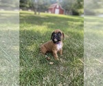 Small Photo #9 Boxer Puppy For Sale in WHITEWATER, KS, USA