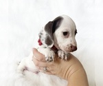 Small #5 Dachshund