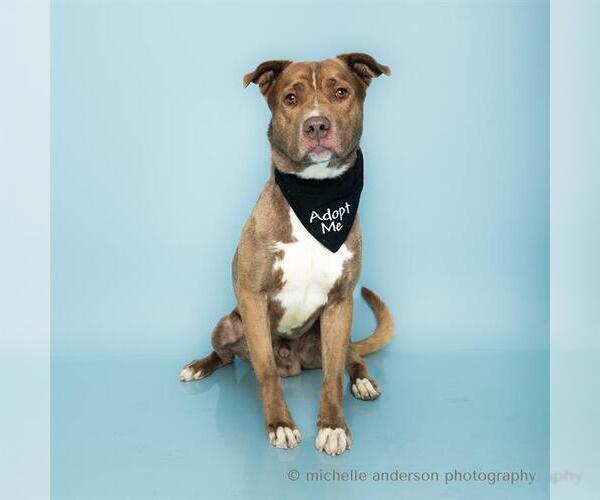Medium Photo #2 American Pit Bull Terrier-Catahoula Leopard Dog Mix Puppy For Sale in Corona, CA, USA