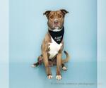 Small #1 American Pit Bull Terrier-Catahoula Leopard Dog Mix
