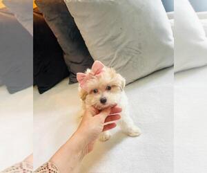 Maltipoo Puppy for sale in FORT LAUDERDALE, FL, USA