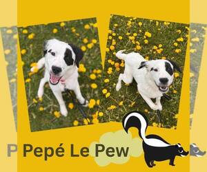 Collie-Unknown Mix Dogs for adoption in Holland, MI, USA