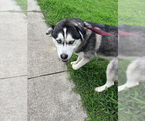 Siberian Husky Dogs for adoption in Augusta, GA, USA
