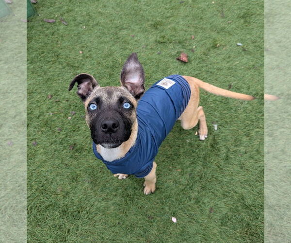 Medium Photo #2 Mutt Puppy For Sale in Calhoun, GA, USA