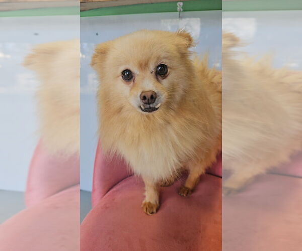 Medium Photo #4 Pomeranian Puppy For Sale in Studio City, CA, USA