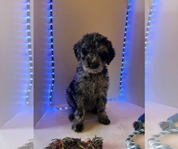 Medium Photo #8 Schnoodle (Giant) Puppy For Sale in MINNEAPOLIS, MN, USA