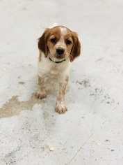 Brittany Puppy for sale in PELLA, IA, USA