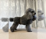 Umka - Male Poodle (Toy) Puppy for Sale - Photo #4